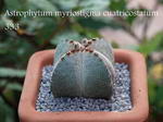 Bishop's Hat or Bishop's Miter Cactus